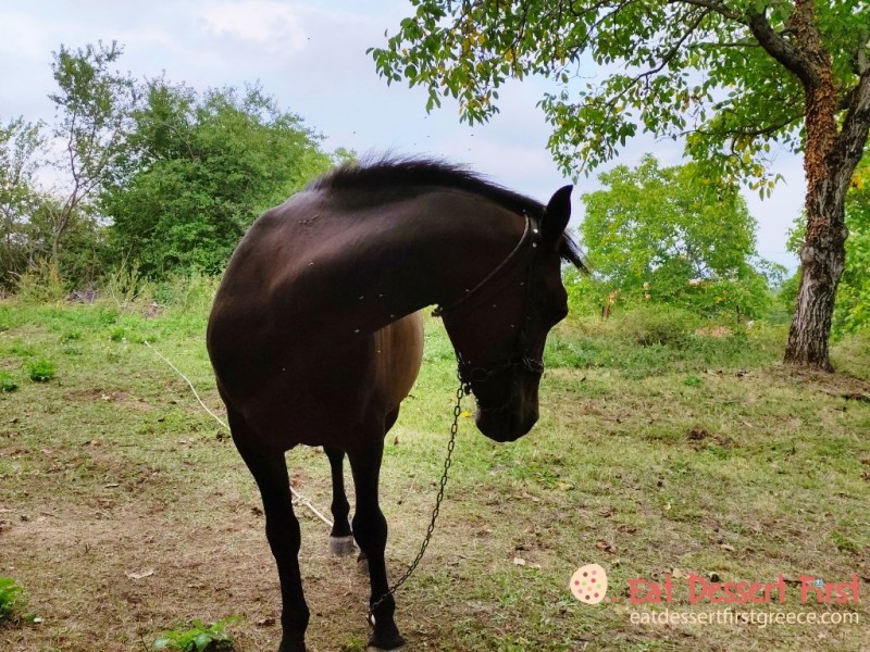 In the green Elatochori village, part b